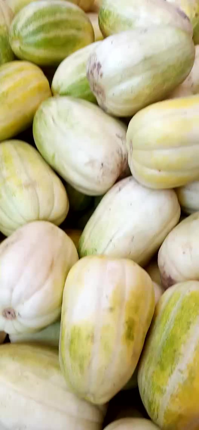 香瓜甜瓜