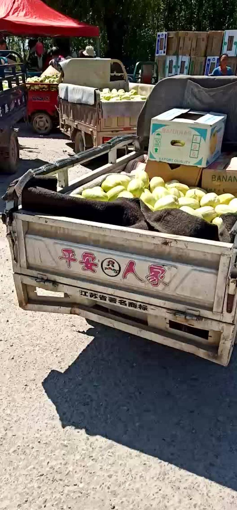 香瓜甜瓜