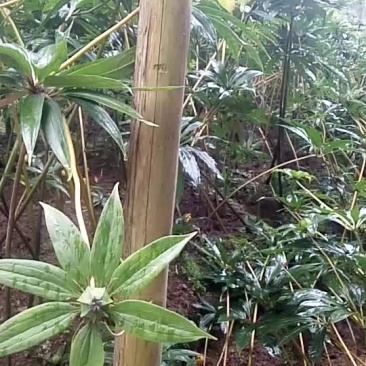 出些干重楼，统货，精选都可以，价格商议