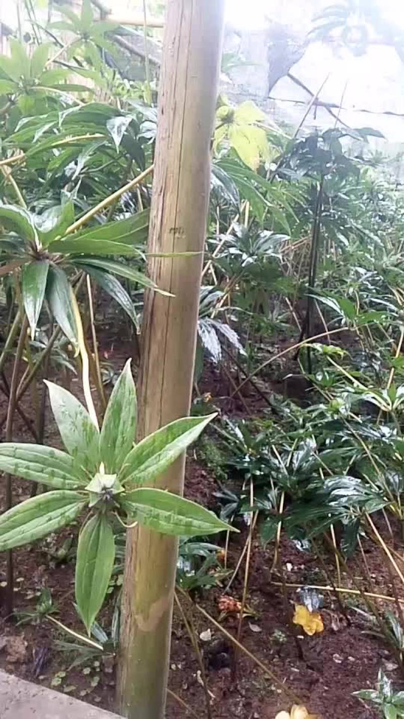 出些干重楼，统货，精选都可以，价格商议