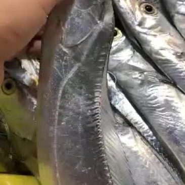 5到6两带鱼29元一斤冰鲜