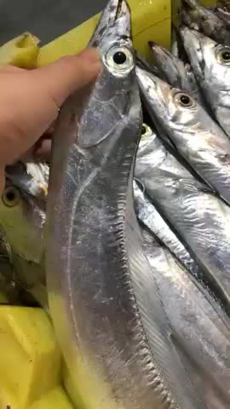 5到6两带鱼29元一斤冰鲜