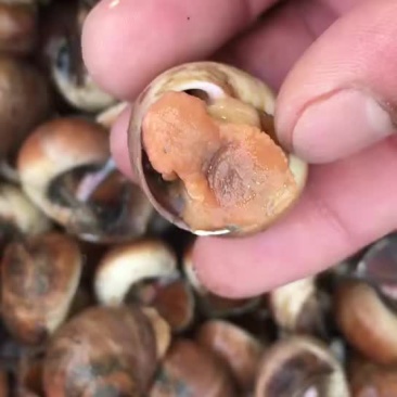 香螺