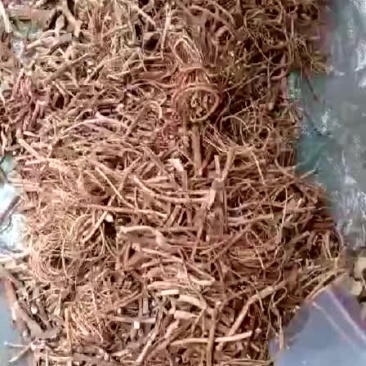河源五指毛桃