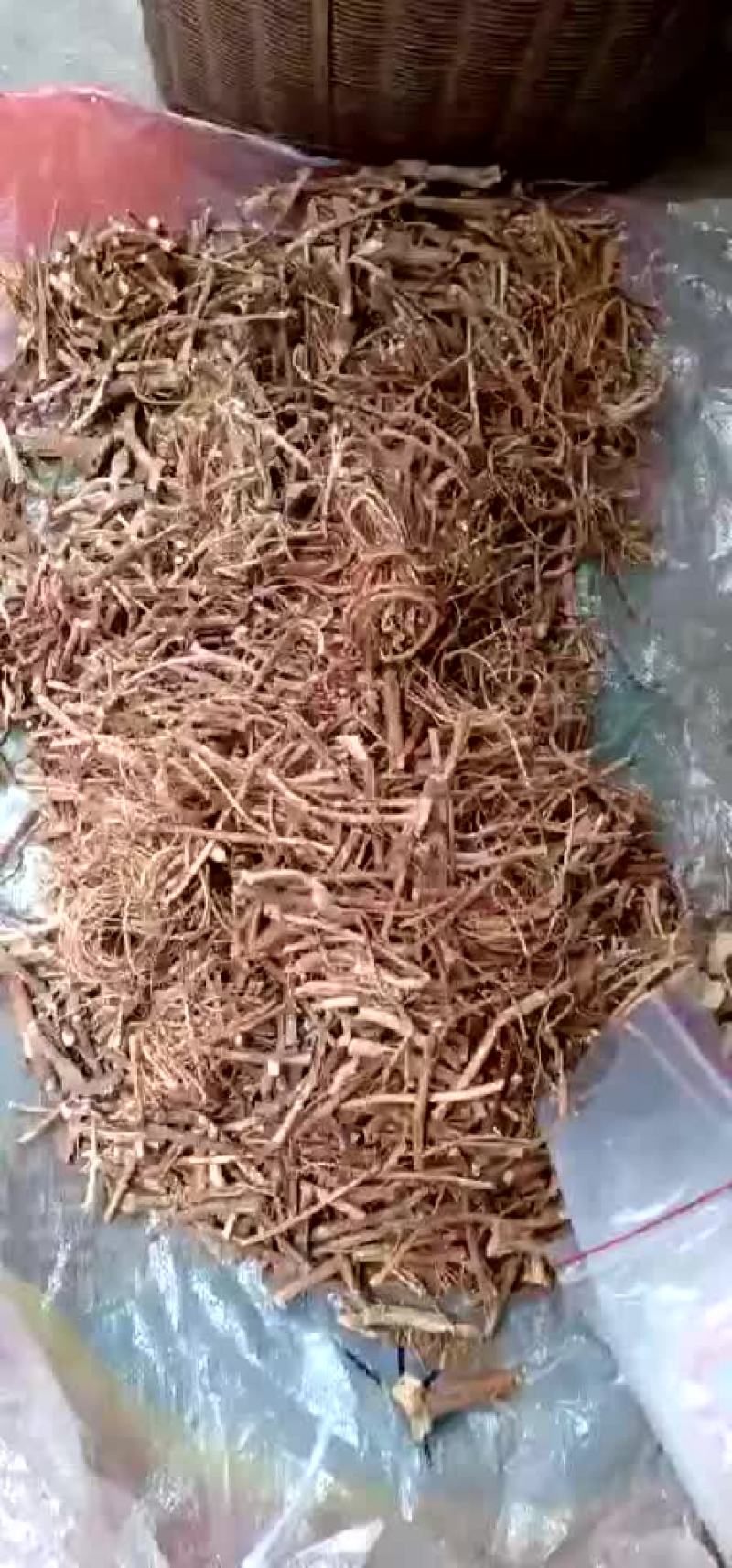 河源五指毛桃