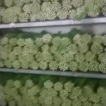 精品毛芹