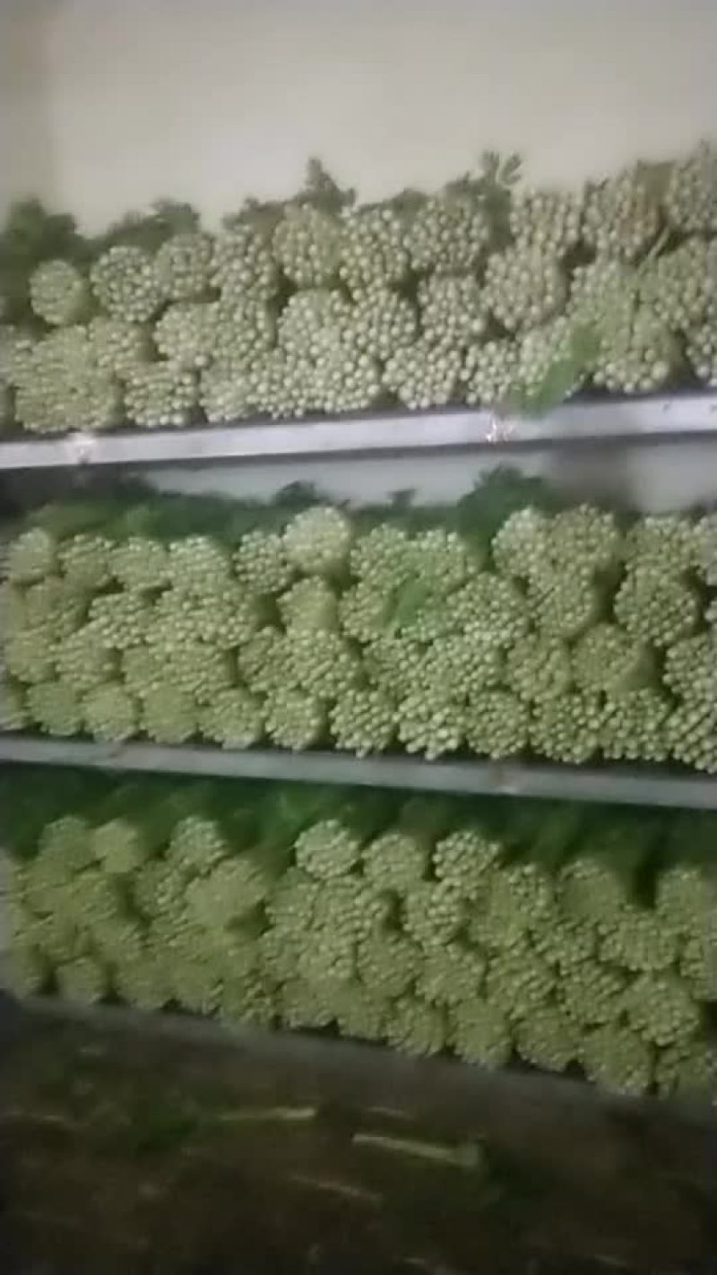 精品毛芹