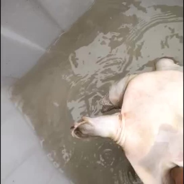 甲鱼