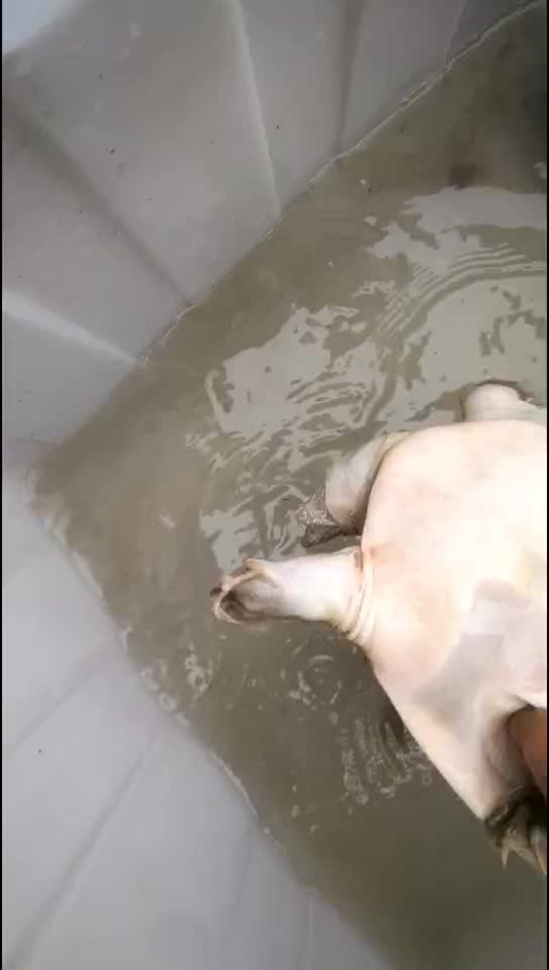 甲鱼