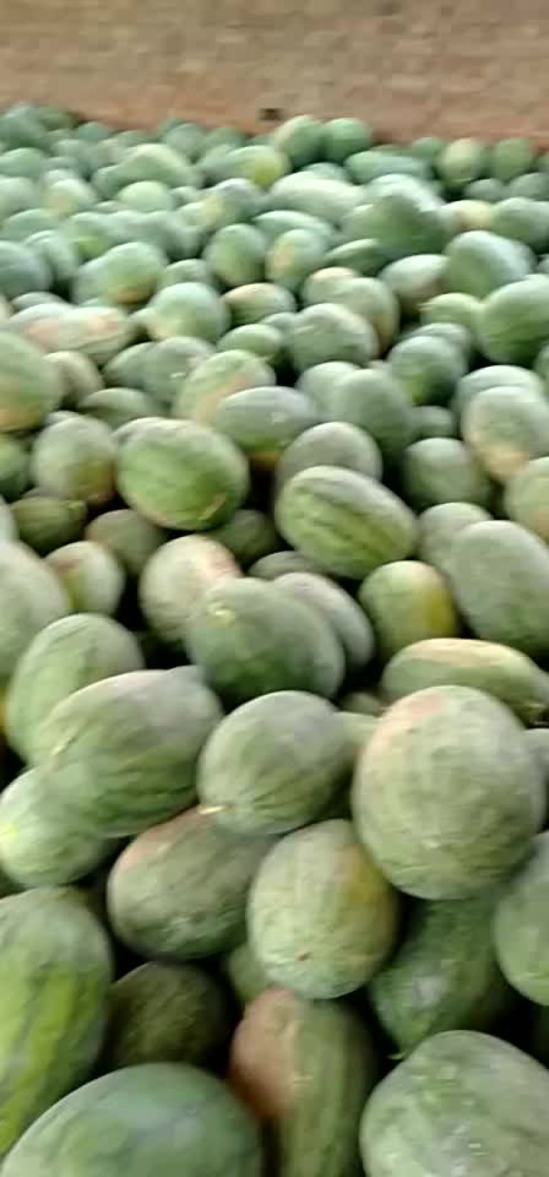西瓜