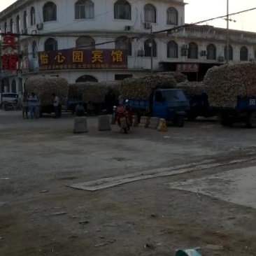 常年代收大蒜，蒜苔，有需用的联系