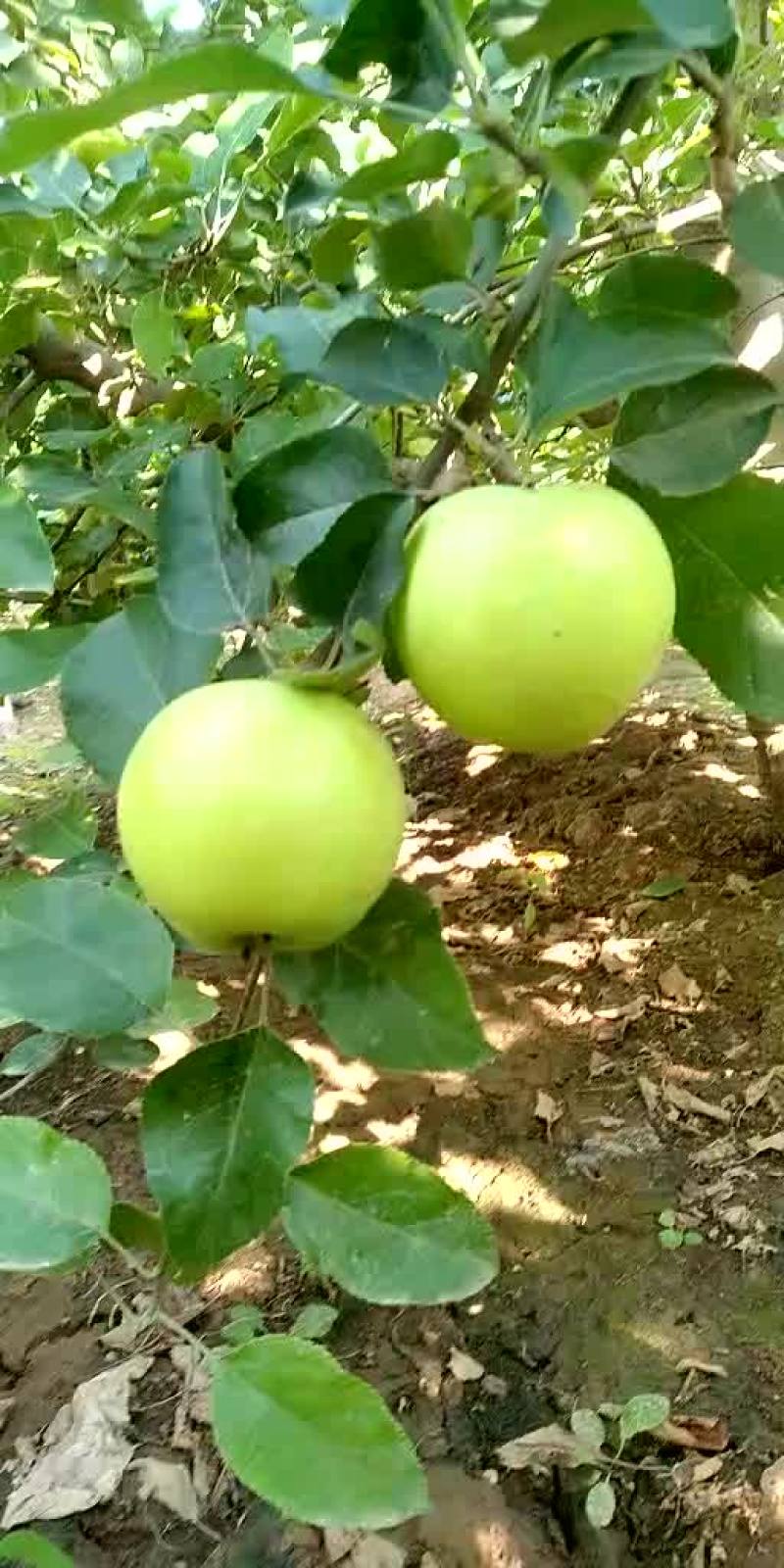 青苹果红苹果味甜脆