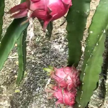 火龙果，特大个的金都。
