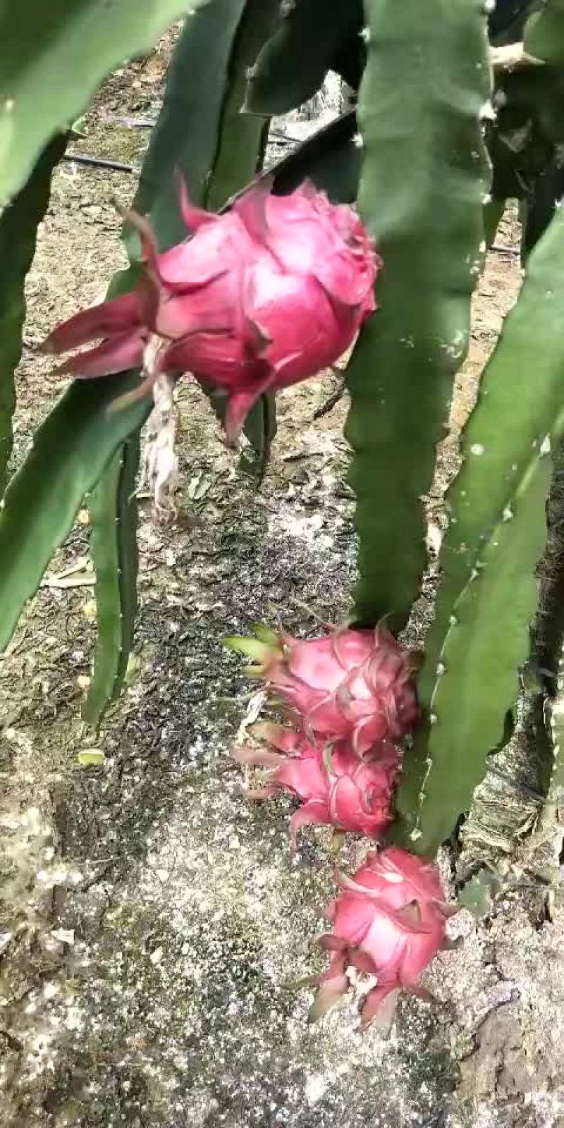 火龙果，特大个的金都。