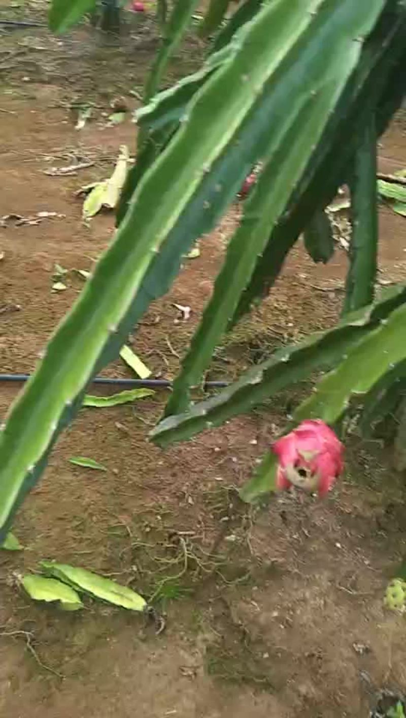 火龙果