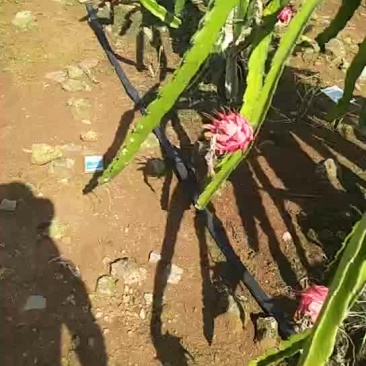 火龙果