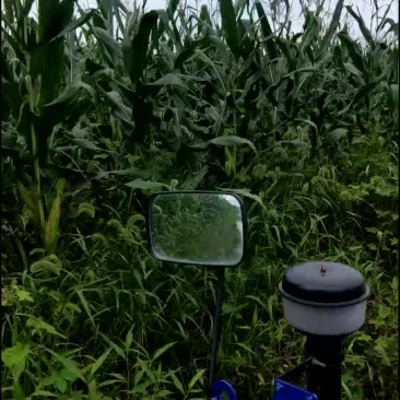 全株玉米奶牛场用