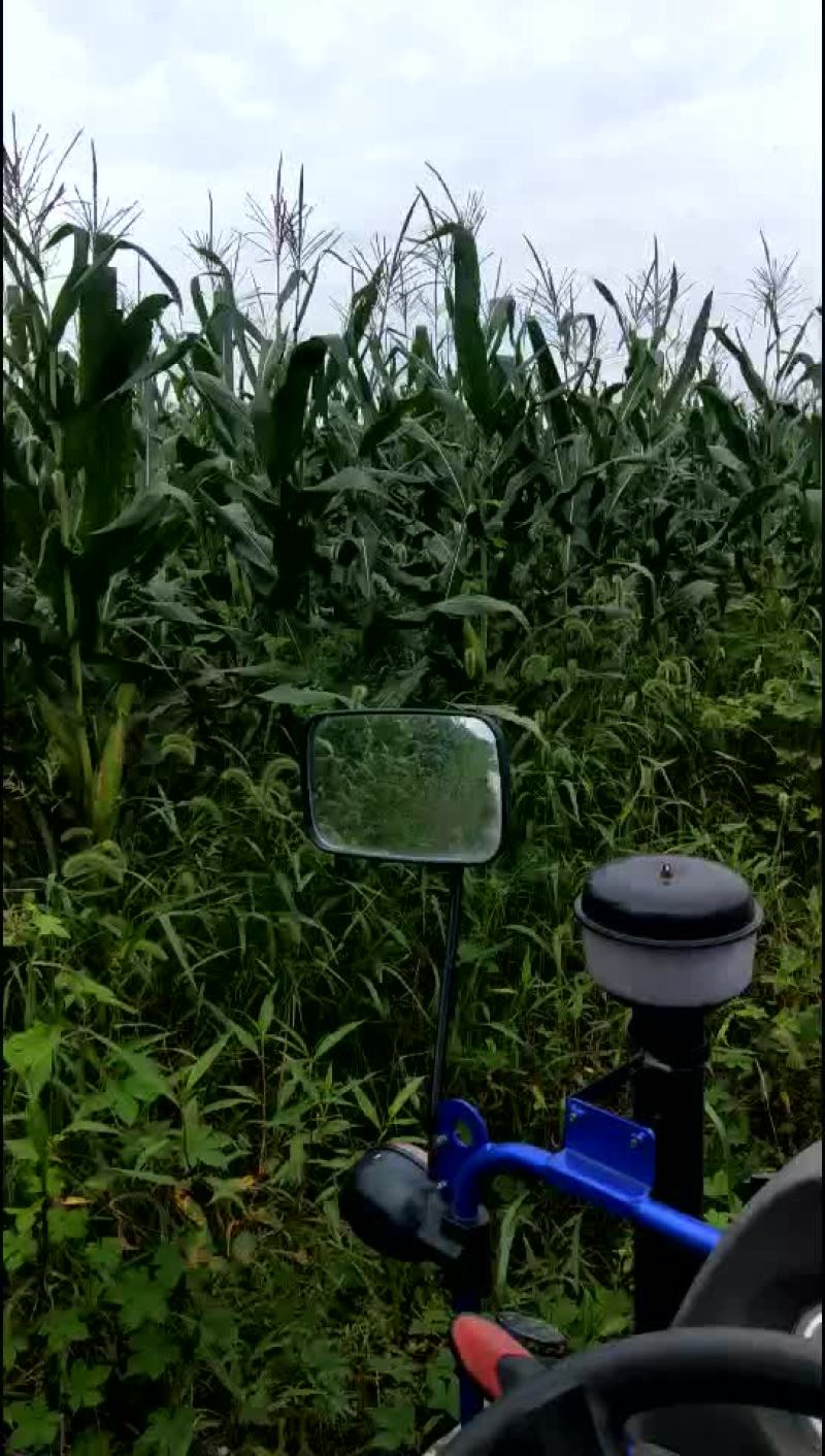 全株玉米奶牛场用