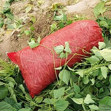 精品豆角