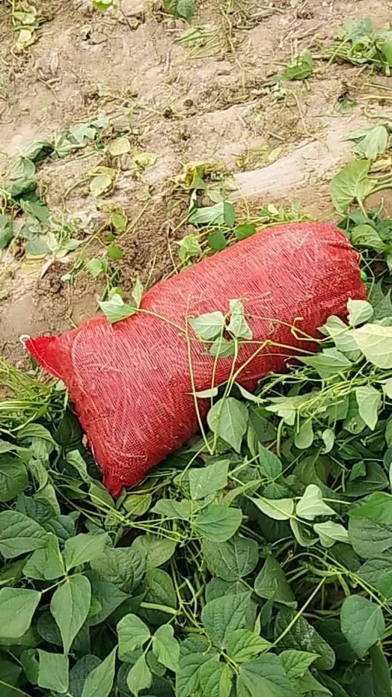 精品豆角