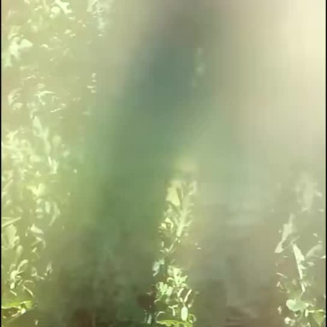 硒砂瓜