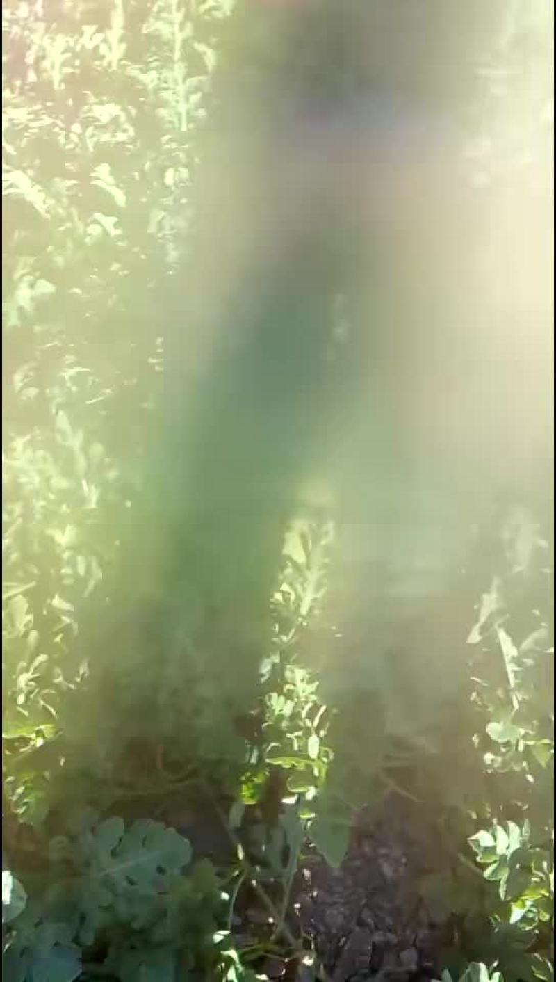硒砂瓜