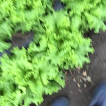 散叶生菜7两