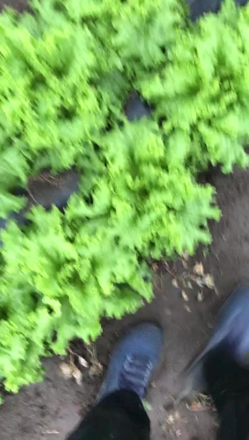 散叶生菜7两