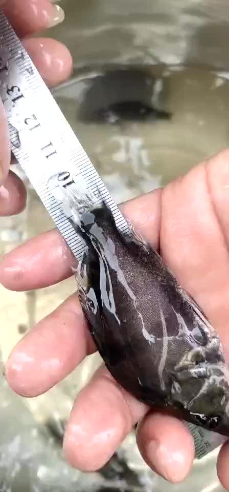 桂花鱼