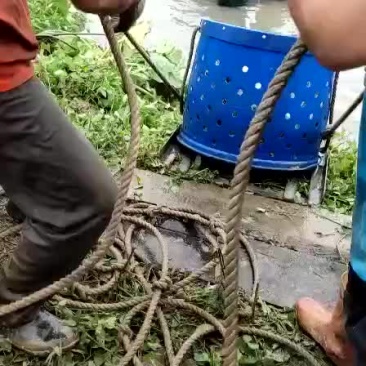 叉尾鱼