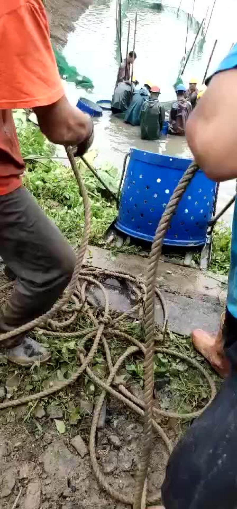 叉尾鱼