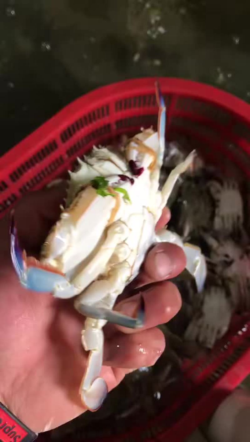 蟹梭子蟹