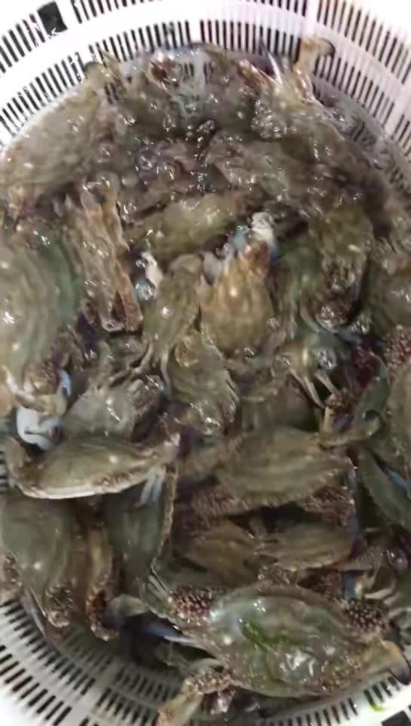蟹梭子蟹