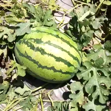 石头瓜金花一号