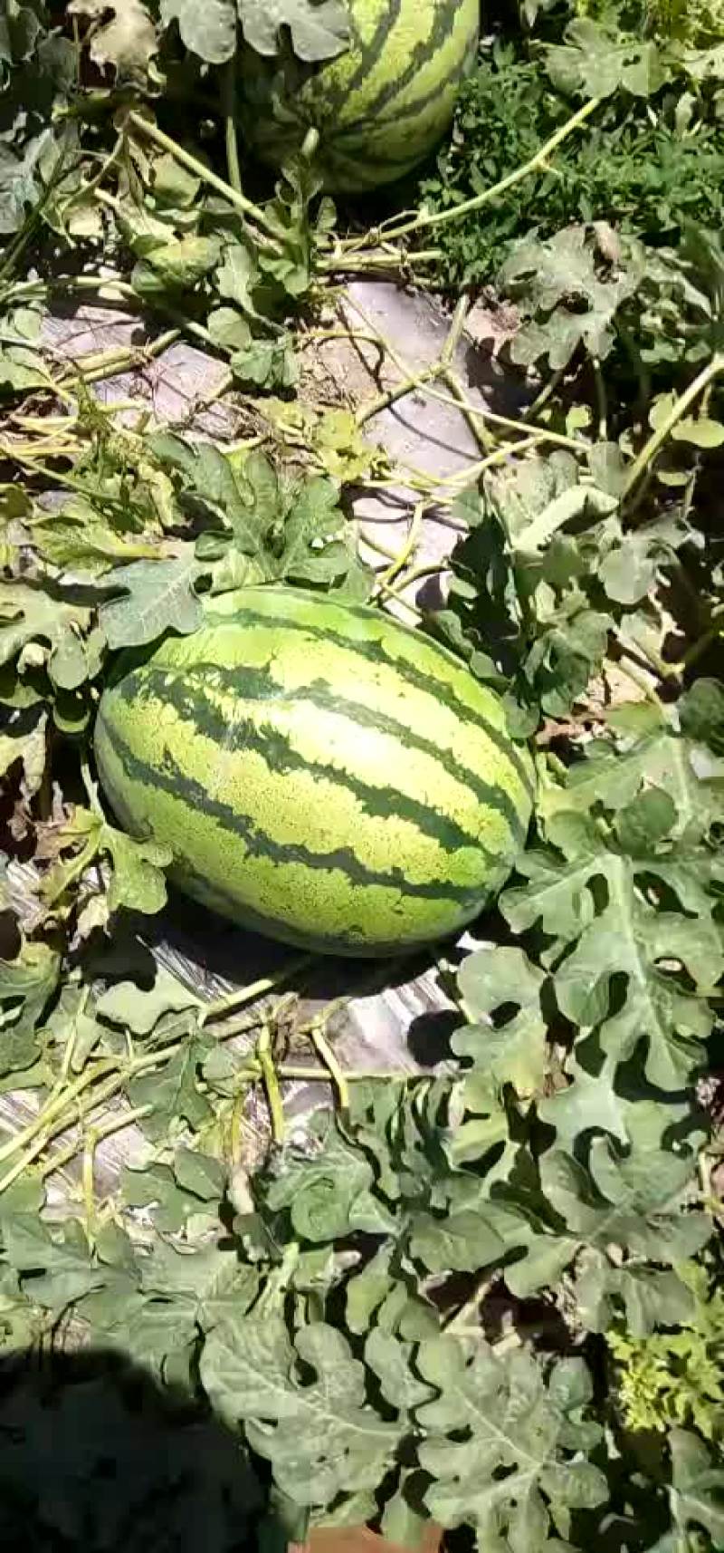 石头瓜金花一号