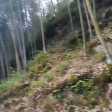 优质毛竹供应