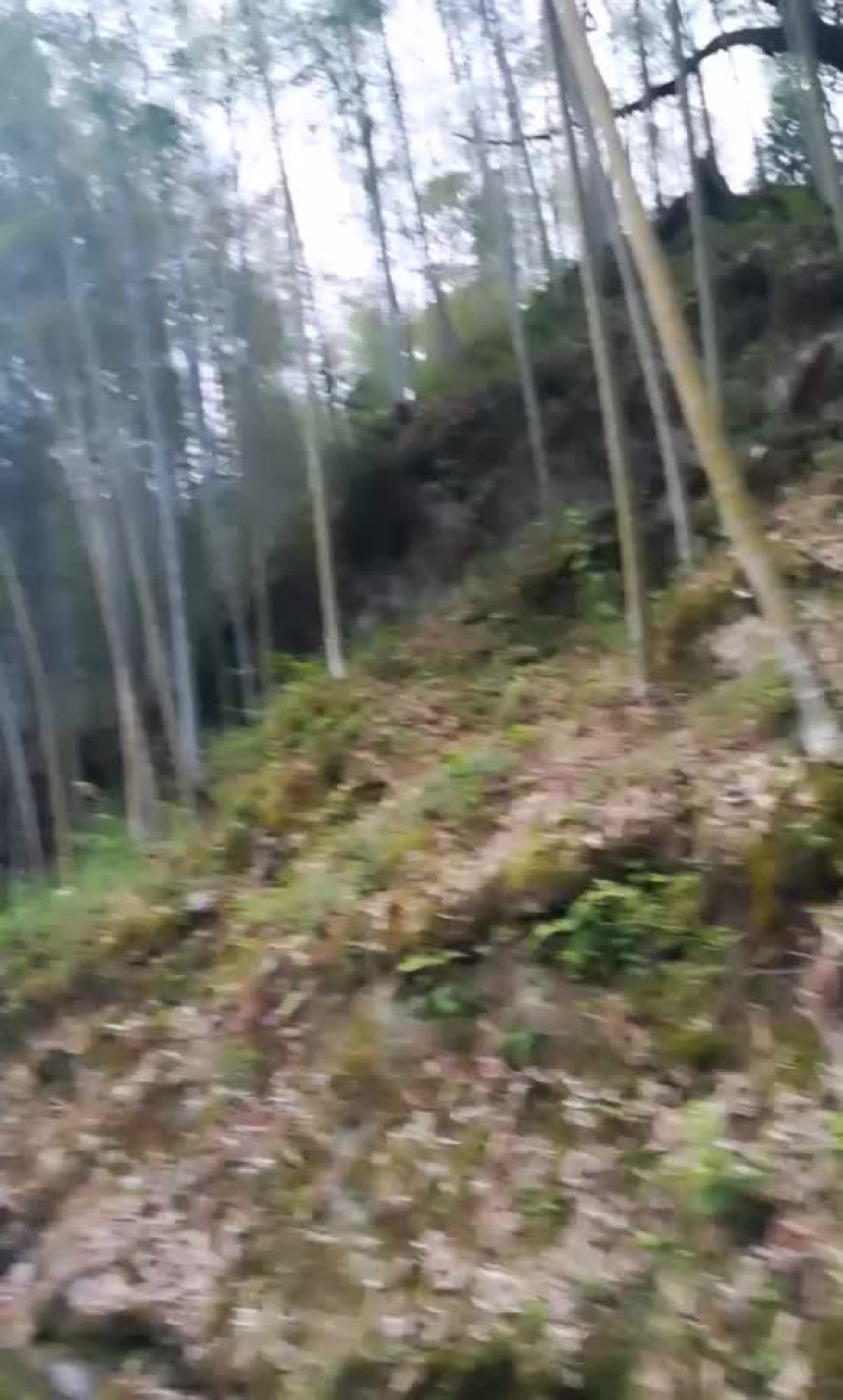 优质毛竹供应