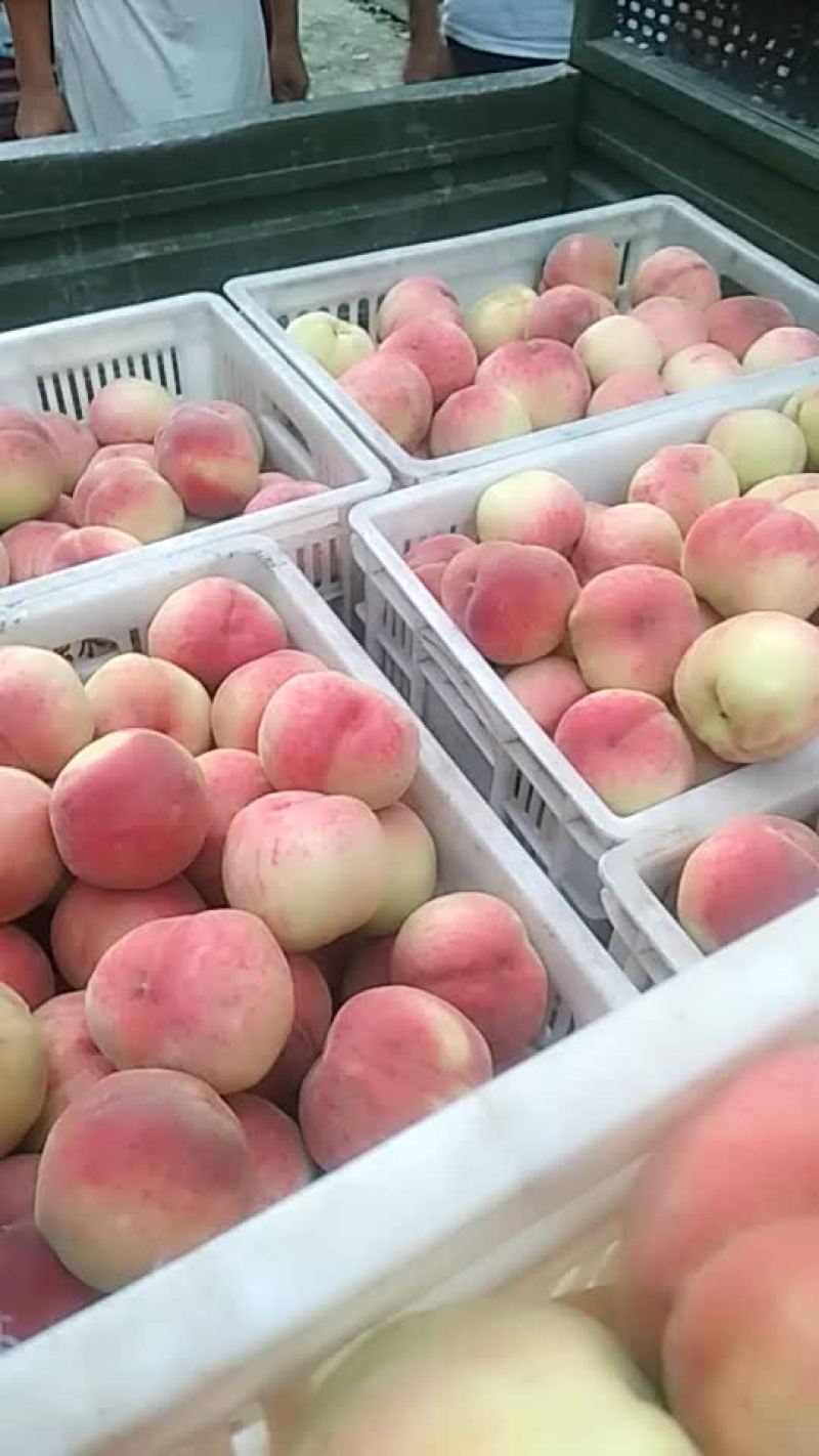 沙红桃大量上市
