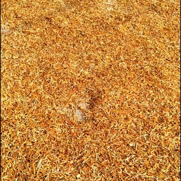 漂亮的陈皮丝