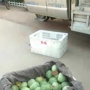 绿宝