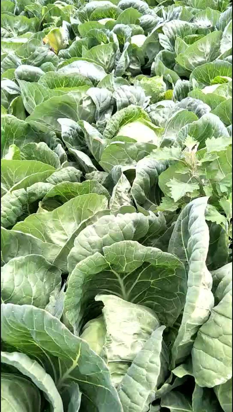 圆包菜
