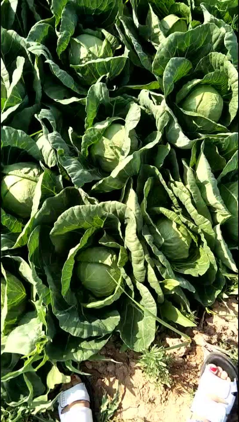 圆包菜