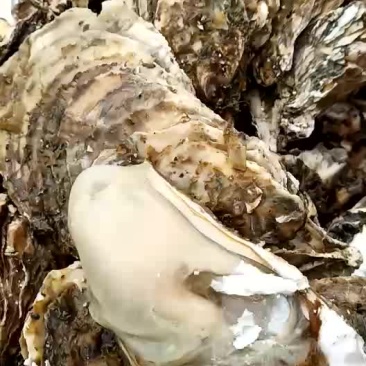 山东威海乳山生蚝