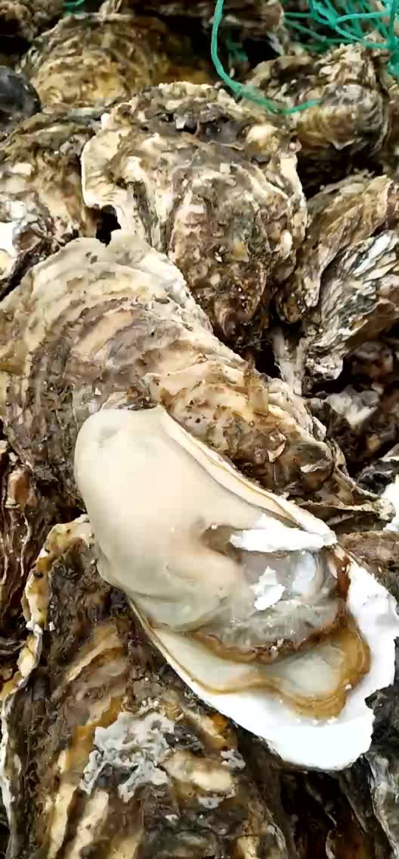 山东威海乳山生蚝