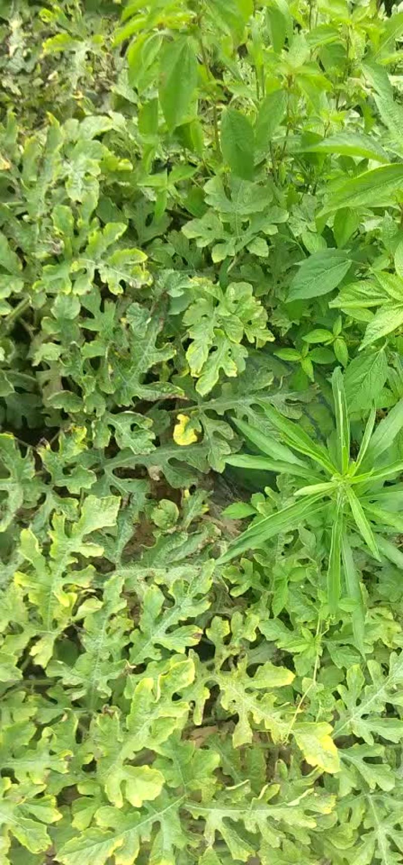 西瓜