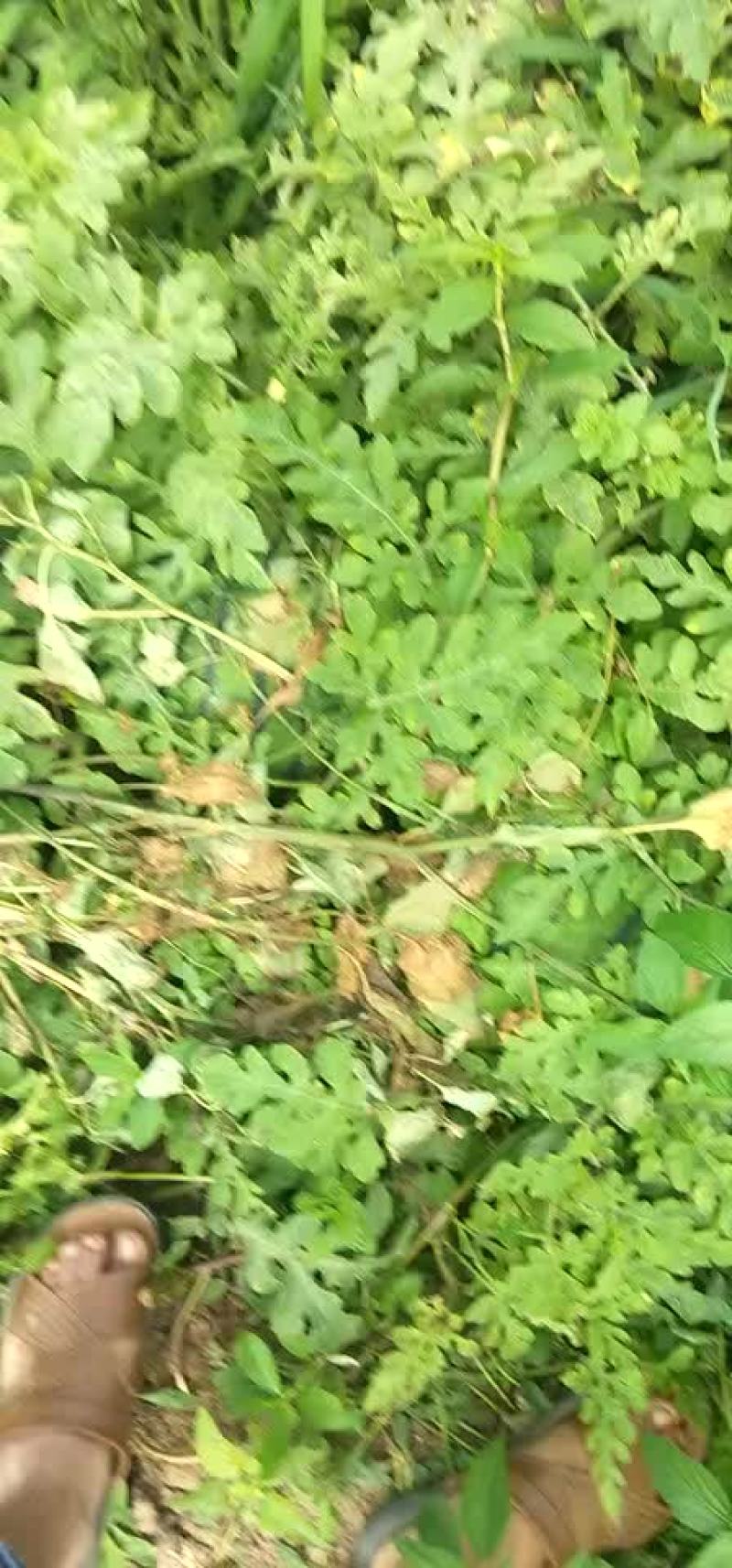 西瓜