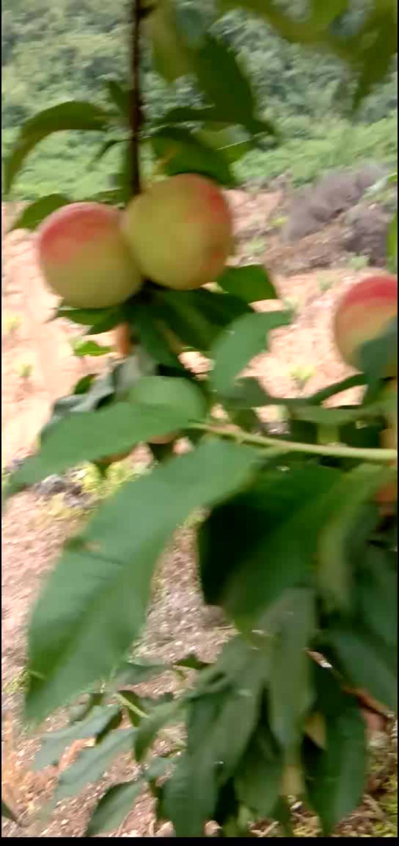 红不软利壶桃