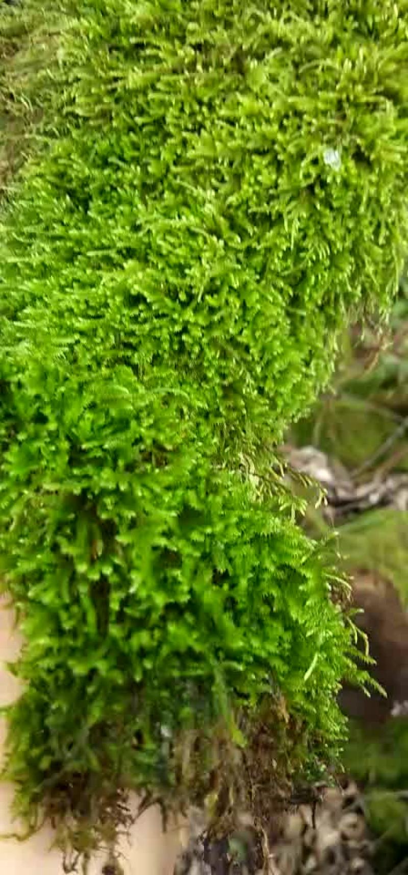 漂亮的苔藓