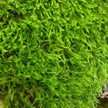 漂亮的苔藓