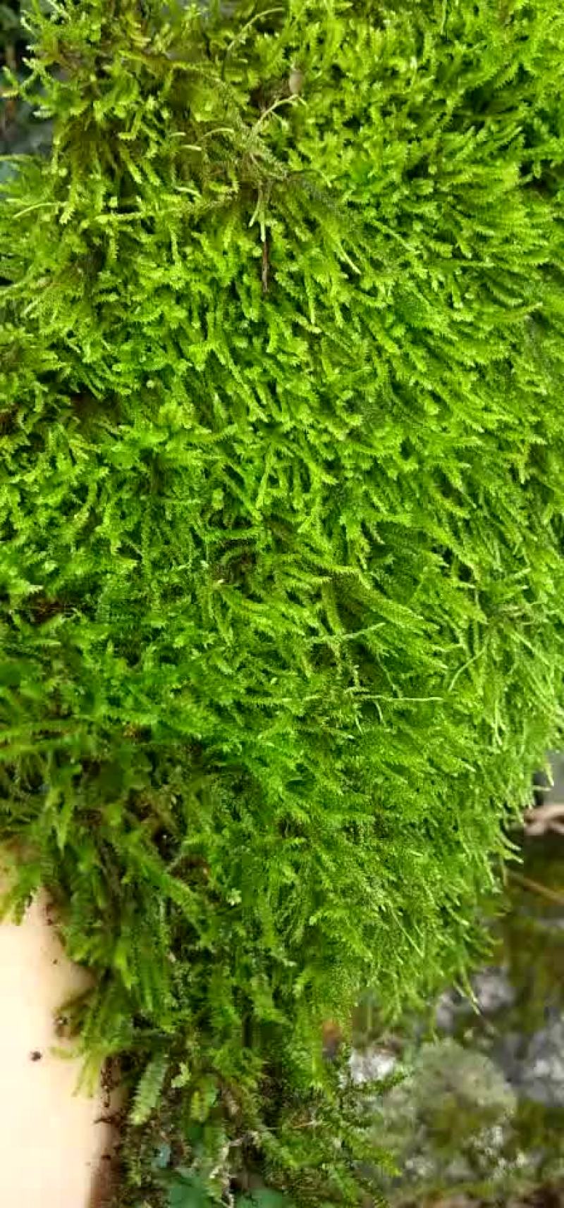 漂亮的苔藓